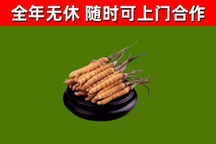 呼兰区回收散虫草
