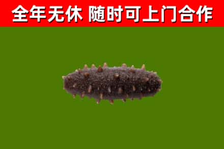 呼兰区回收海参干
